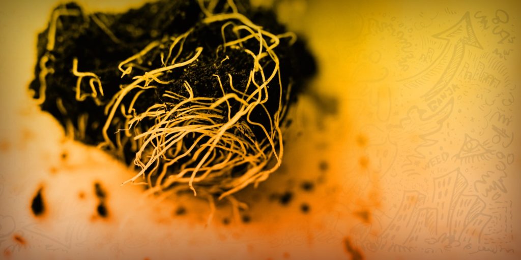 roots cannabis plant