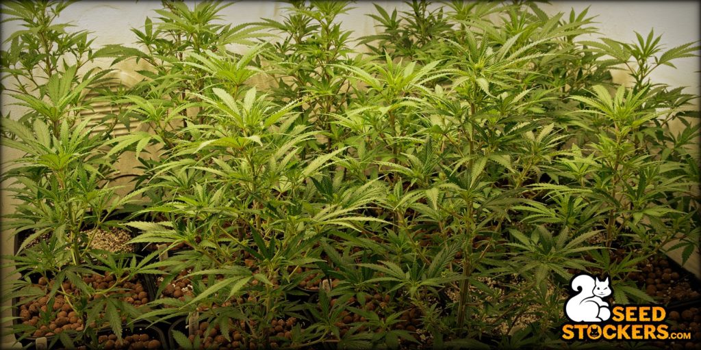 sea of green
