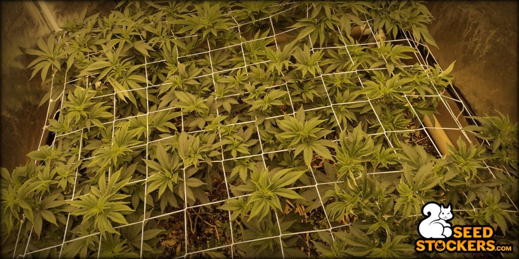 SOG growing cannabis