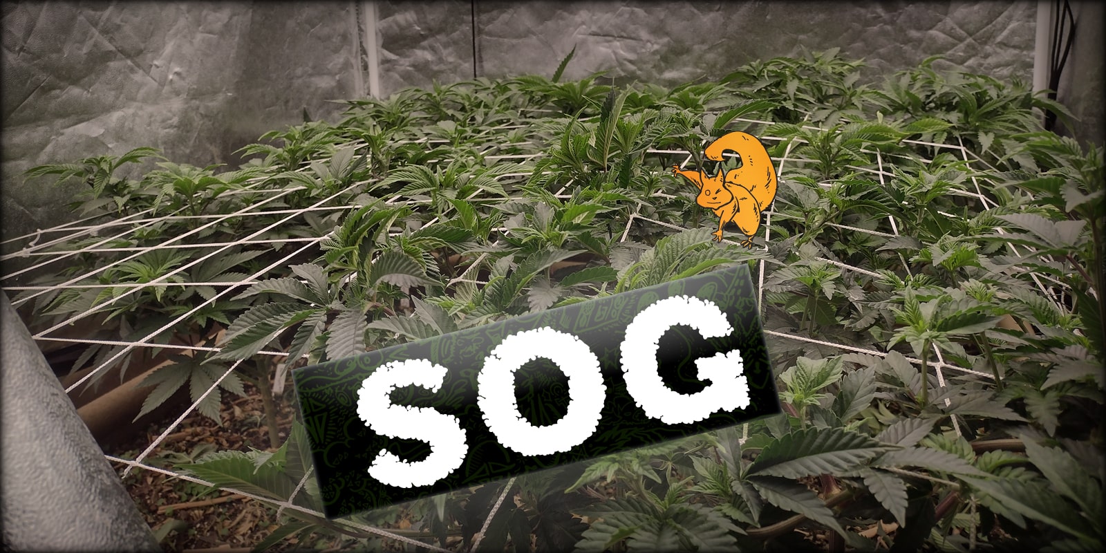 The beginner’s guide to the Sea of Green (SOG) growing method