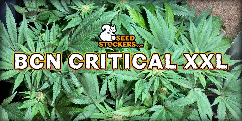 bcn critical xxl