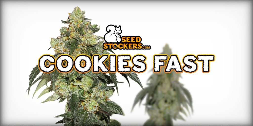 cookies and cream fast