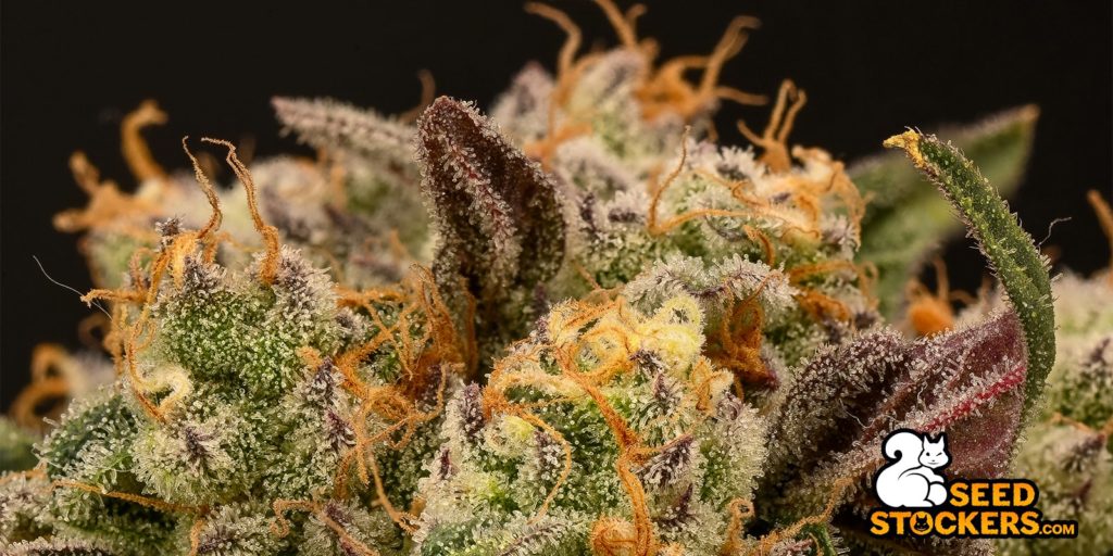 hashish-cannabis