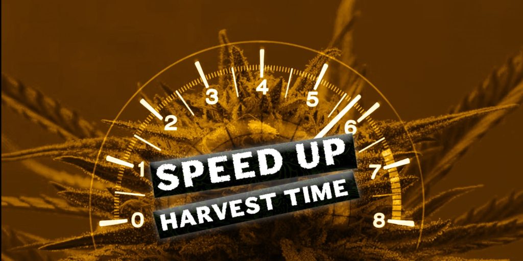 Comment faire pousser du cannabis plus rapidement