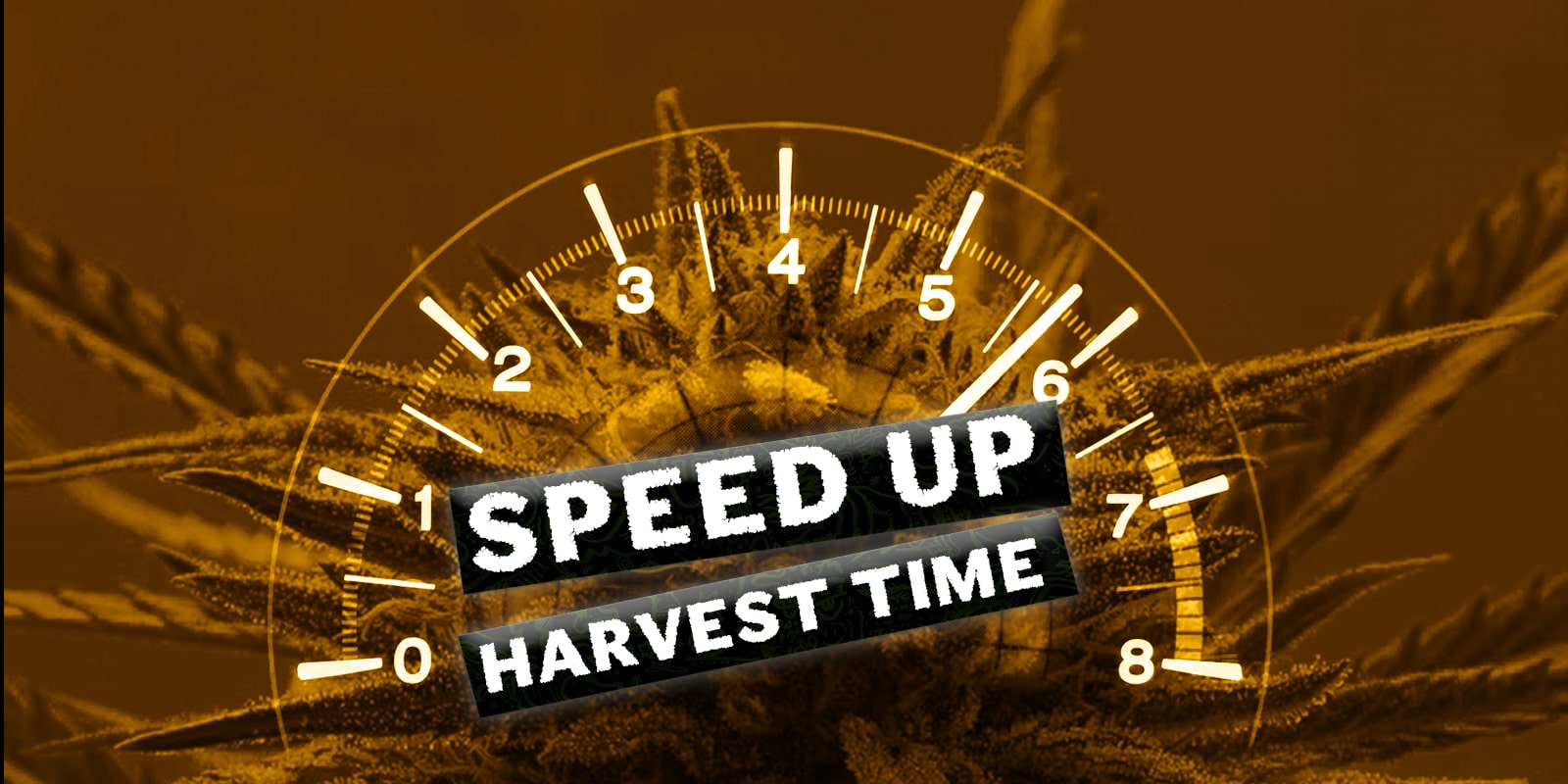 What’s the best way to grow cannabis faster and speed up the harvest time?