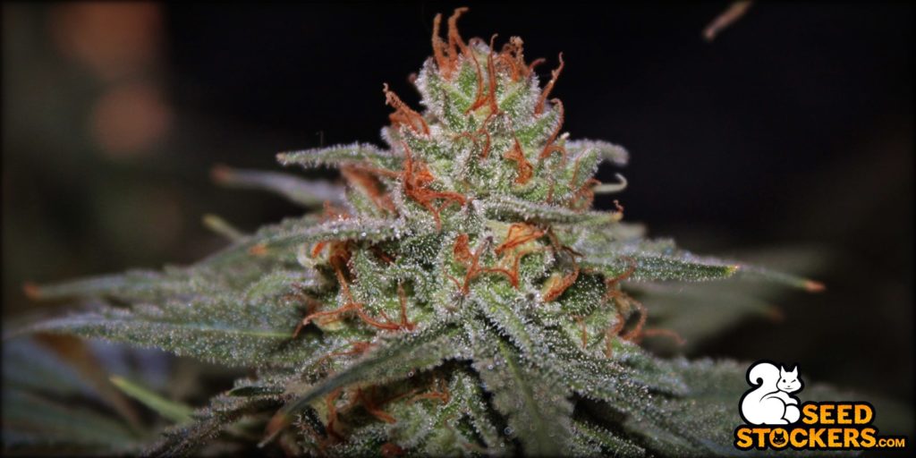 blackberry-gum-auto