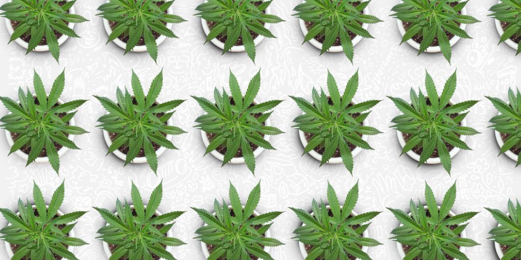 cannabis-plants