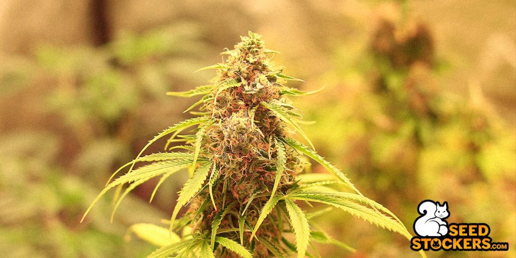 northern-lights-auto