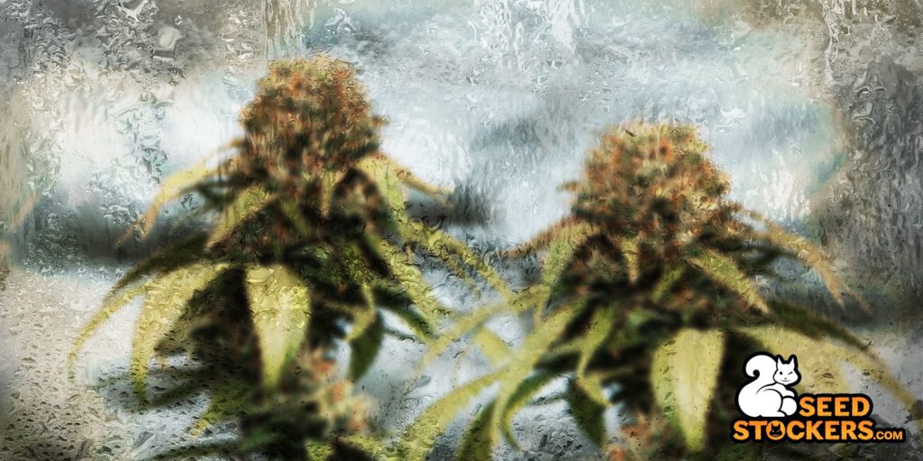 best strains for hot climate