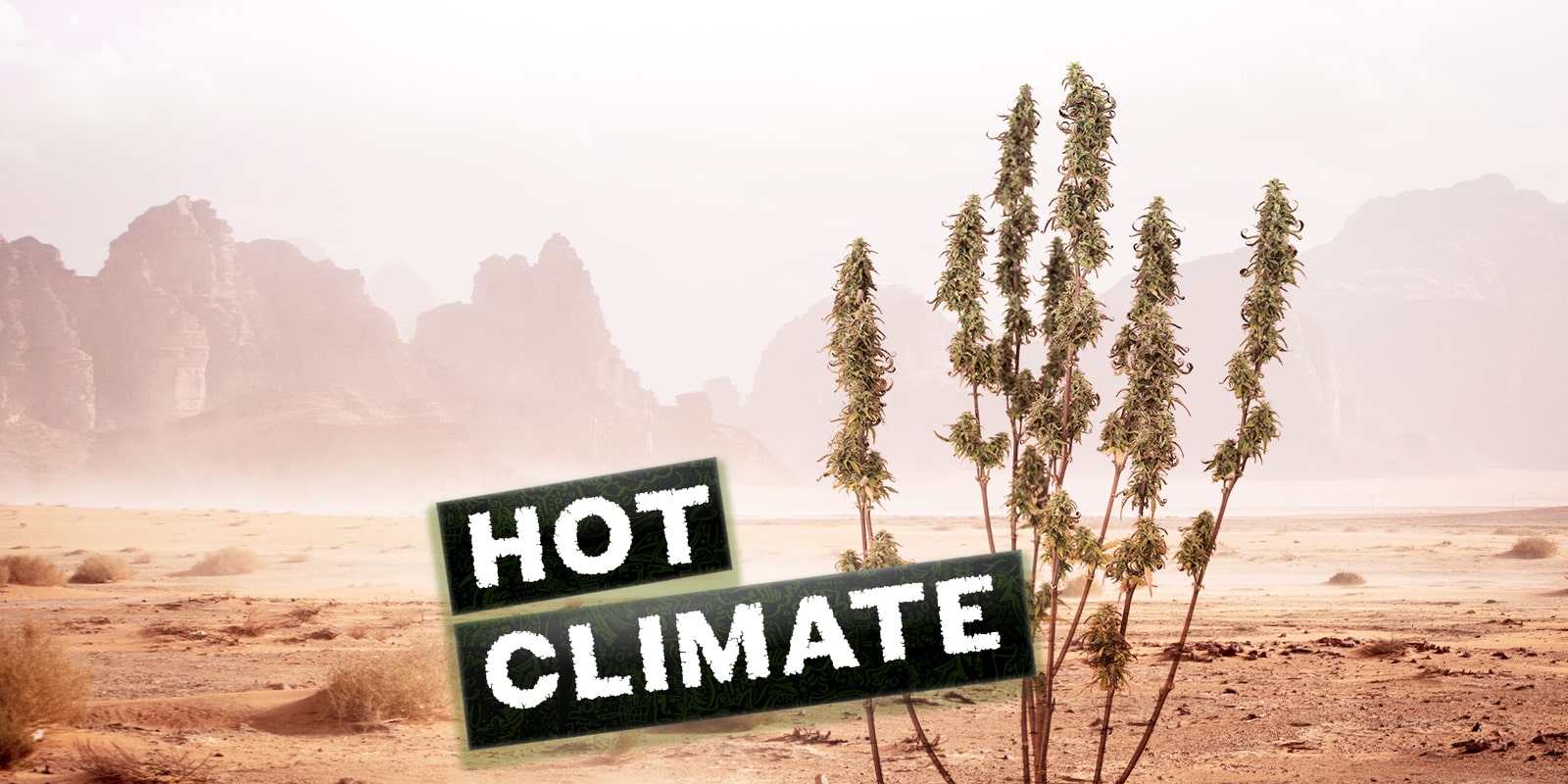 The best cannabis strains to grow in warm climates