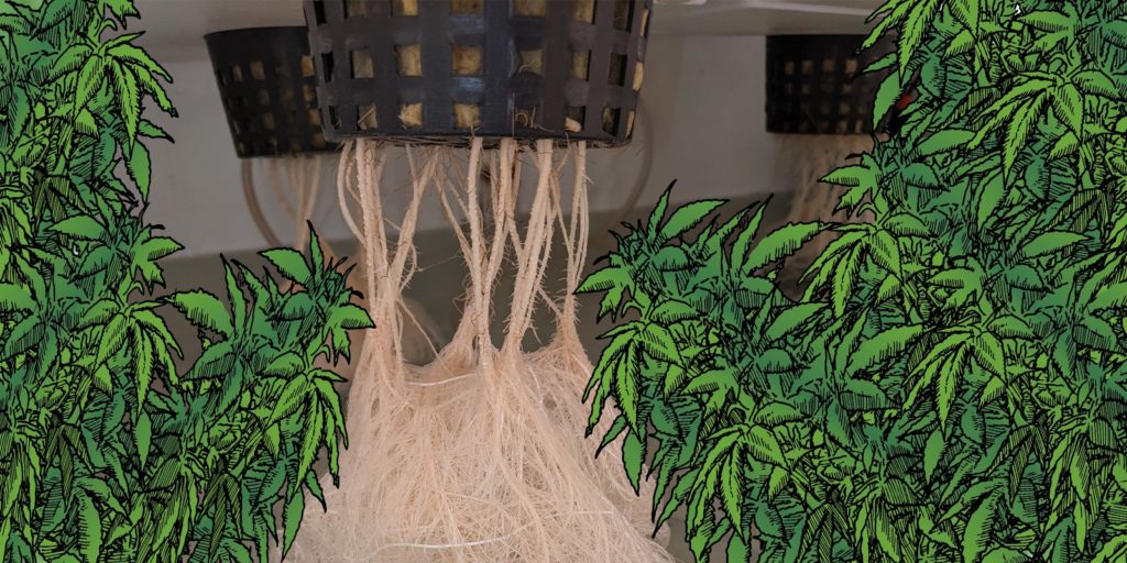 How do you flush the roots of your cannabis plants?