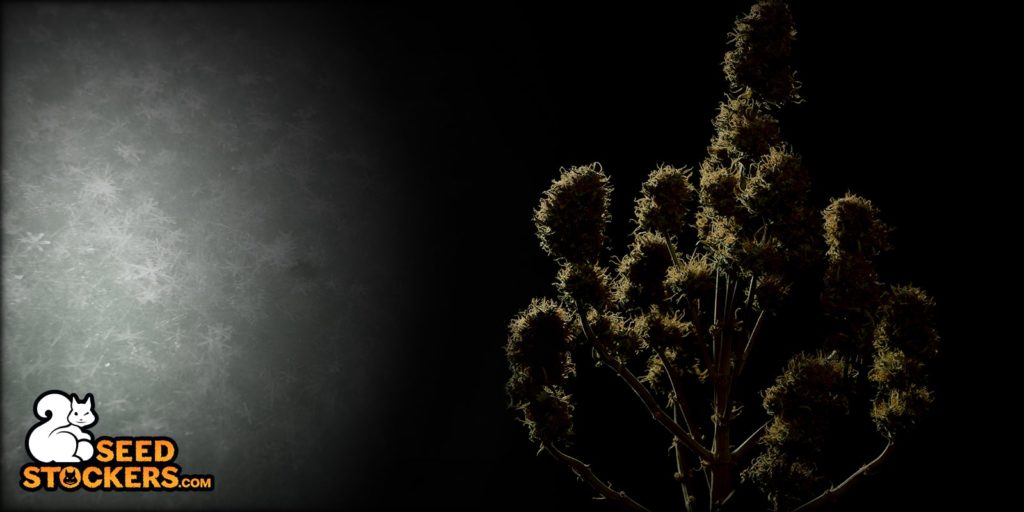 best strains to grow in cold climates