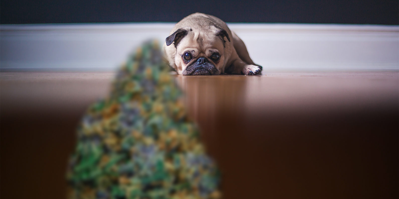 How to protect outdoor cannabis plants from animals