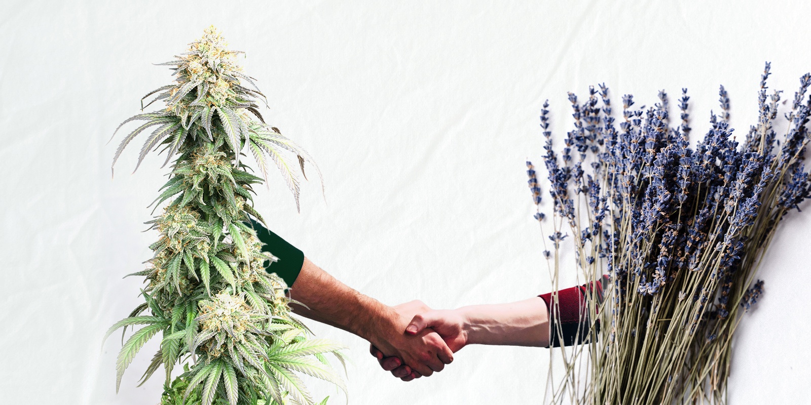Companion planting, all the benefits for the cannabis