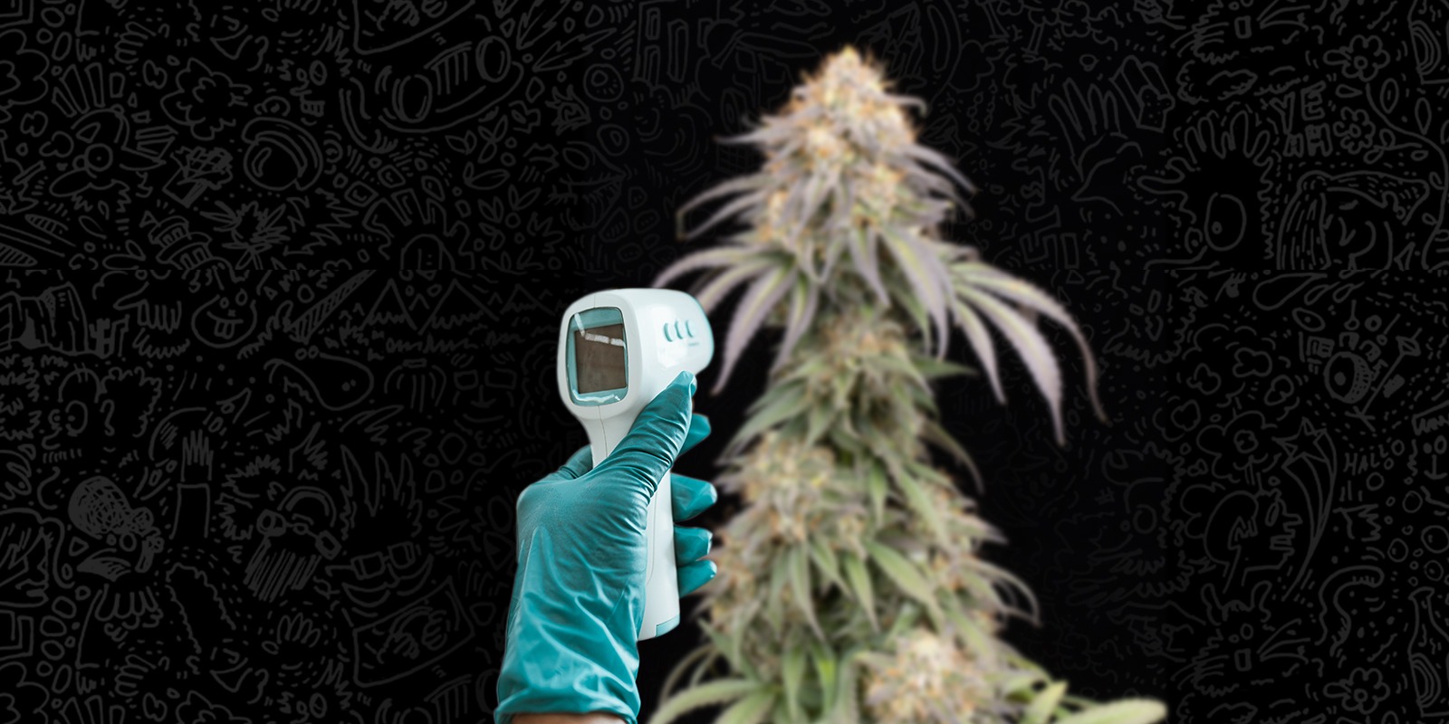 protect cannabis plants from heat stress