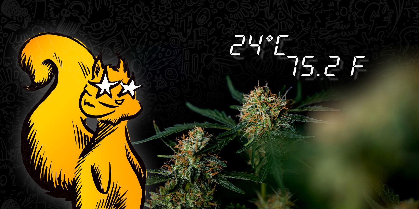 How To Protect Cannabis Plants from Heat Stress