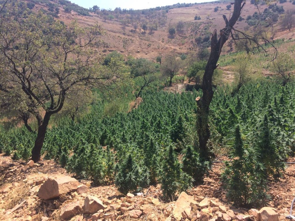 bcn critical xxl marruecos