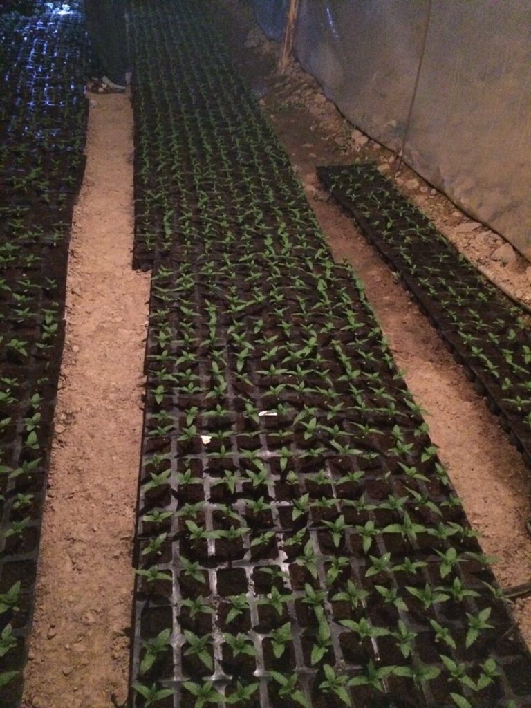 cultivo interior bcn critical xxl autofloreciente