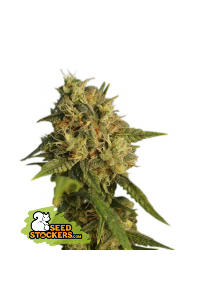 og kush