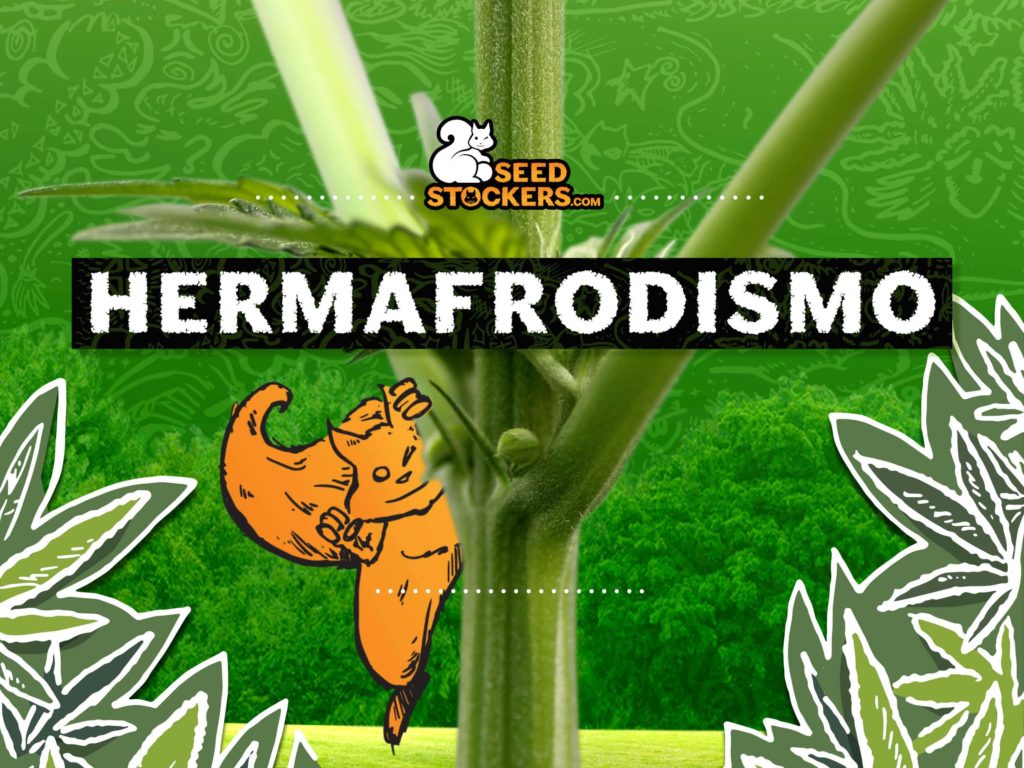 marihuana hermafrodita