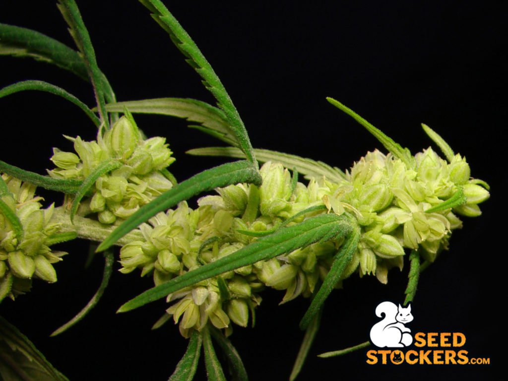 cannabis hermafrodita