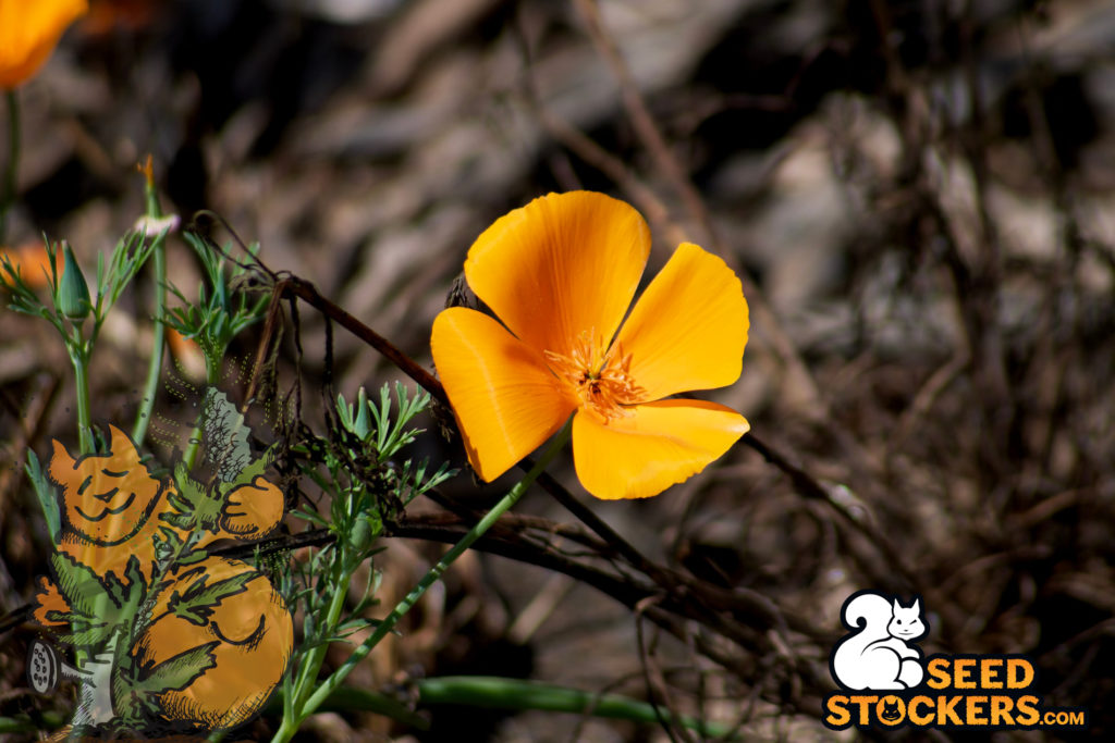flor flor