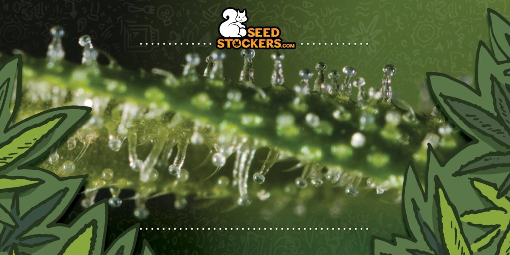 que son los tricomas en la marihuana que son los tricomas en la marihuana