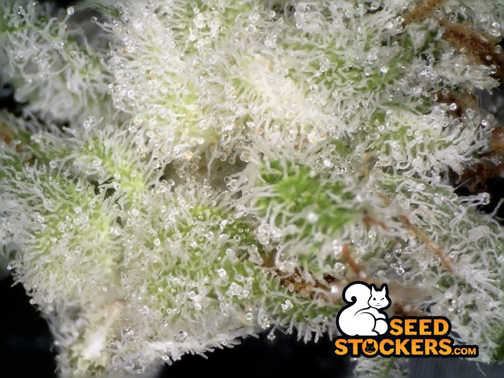 Tricomas Sherbet Auto Tricomas Sherbet Auto