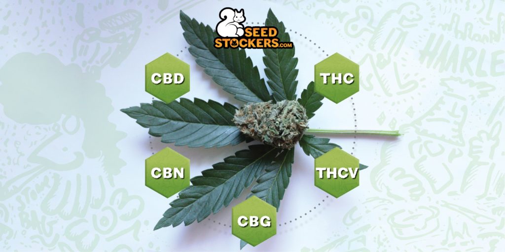 ¿Cómo produce los cannabinoides la planta de la marihuana? ¿Cómo produce los cannabinoides la planta de la marihuana?