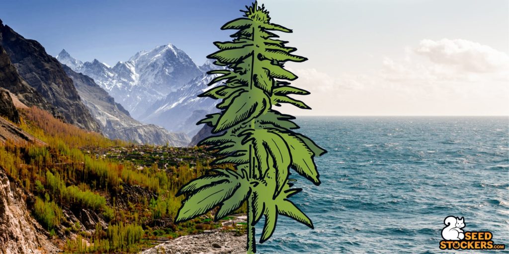 cultivada en el oceano cultivada en el oceano