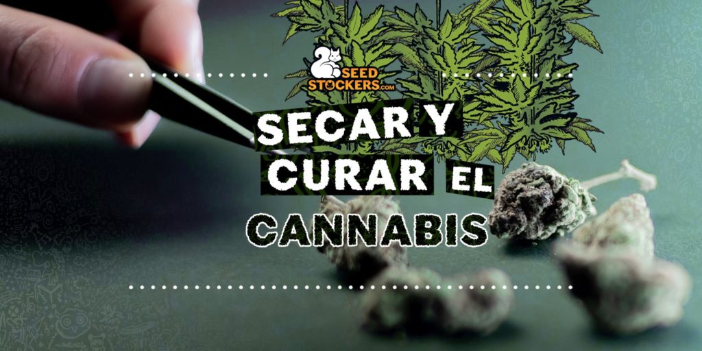 como secar marihuana como secar marihuana