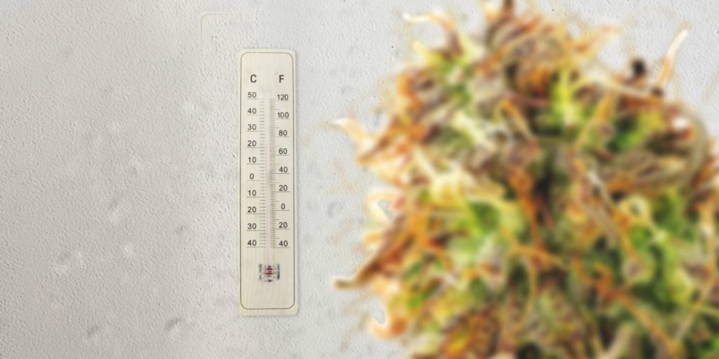 como cultivar marahuanas en interior