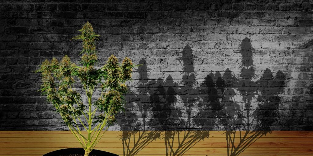como clonar cannabis
