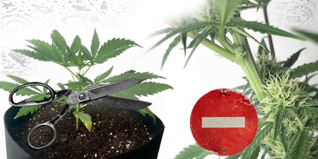 Cómo cortar un esqueje de una planta de cannabis