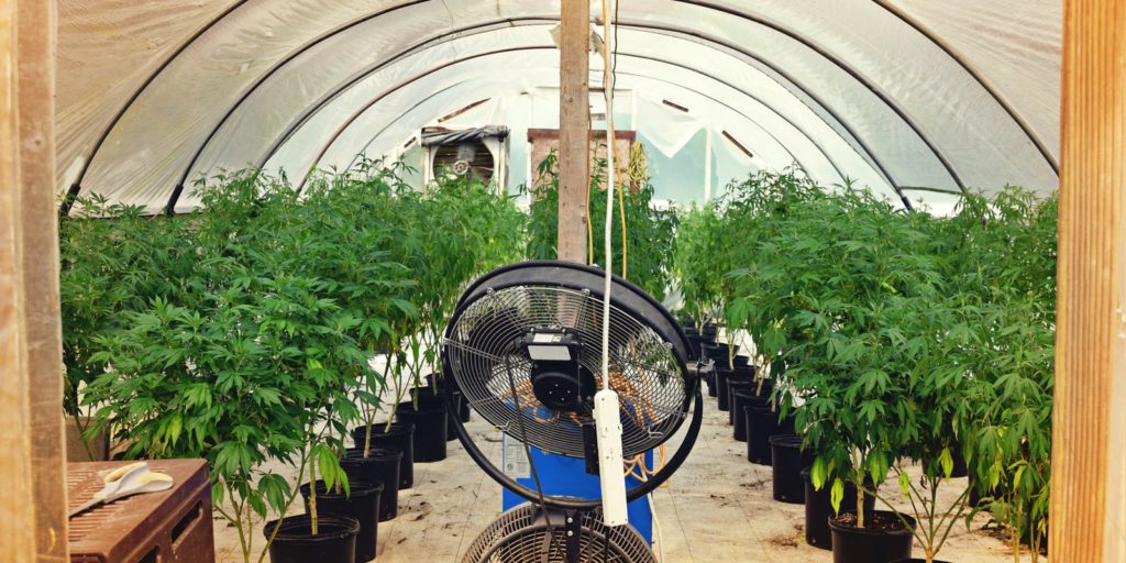 ventilacion cannabis