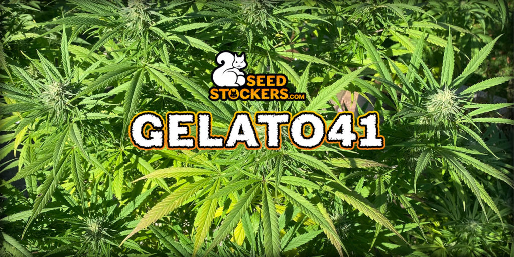 gelato 41 variedad