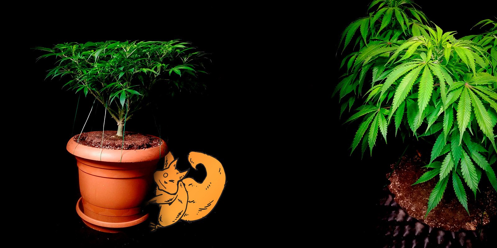 LST marihuana LST marihuana