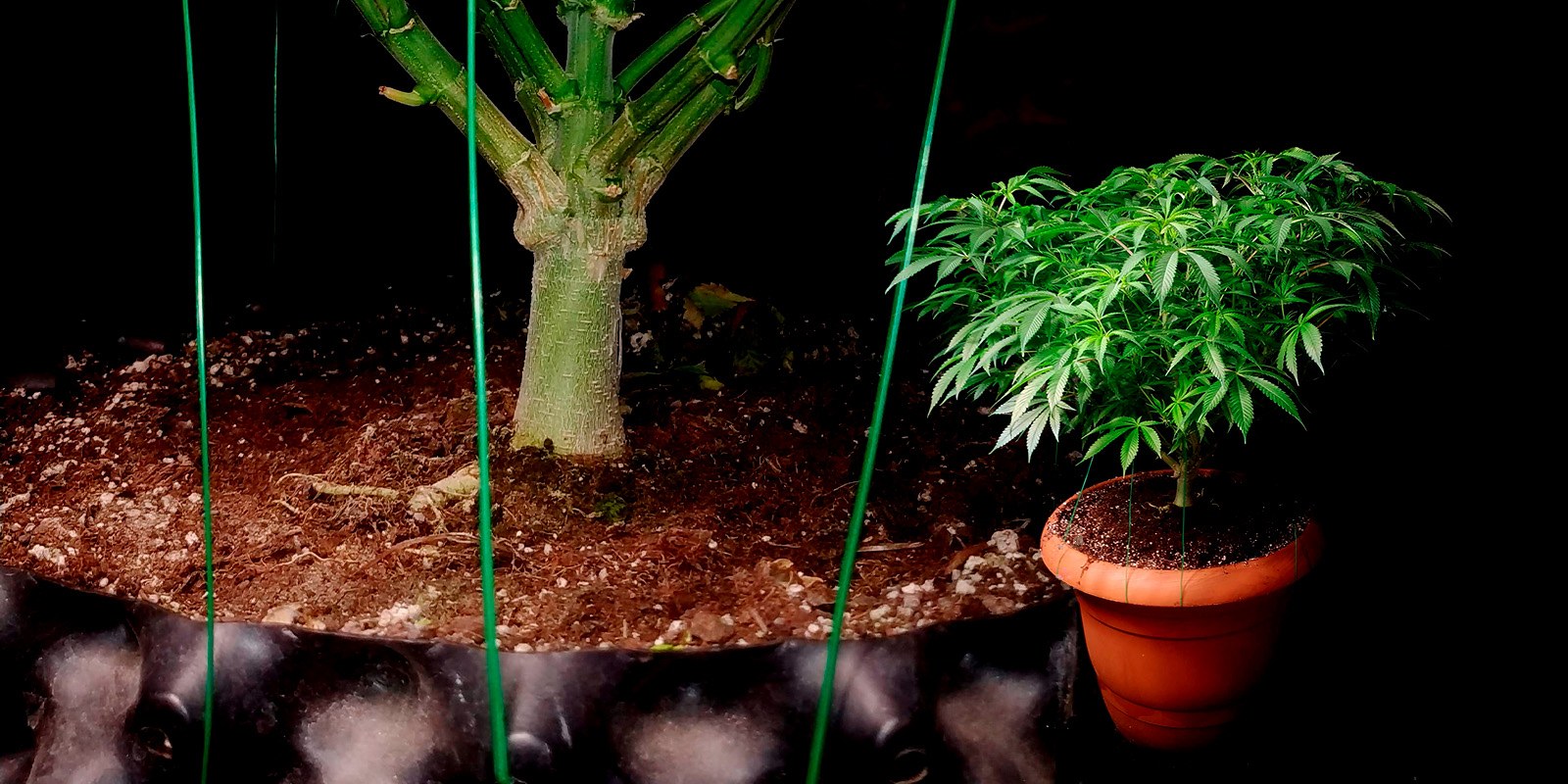 marihuana lst marihuana lst