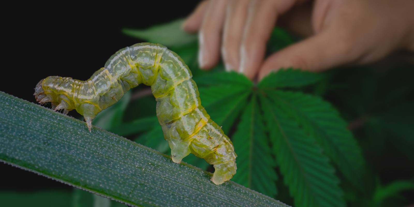 plagas marihuana plagas marihuana