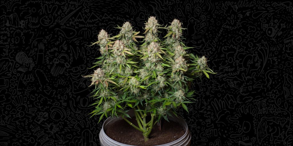 white widows auto