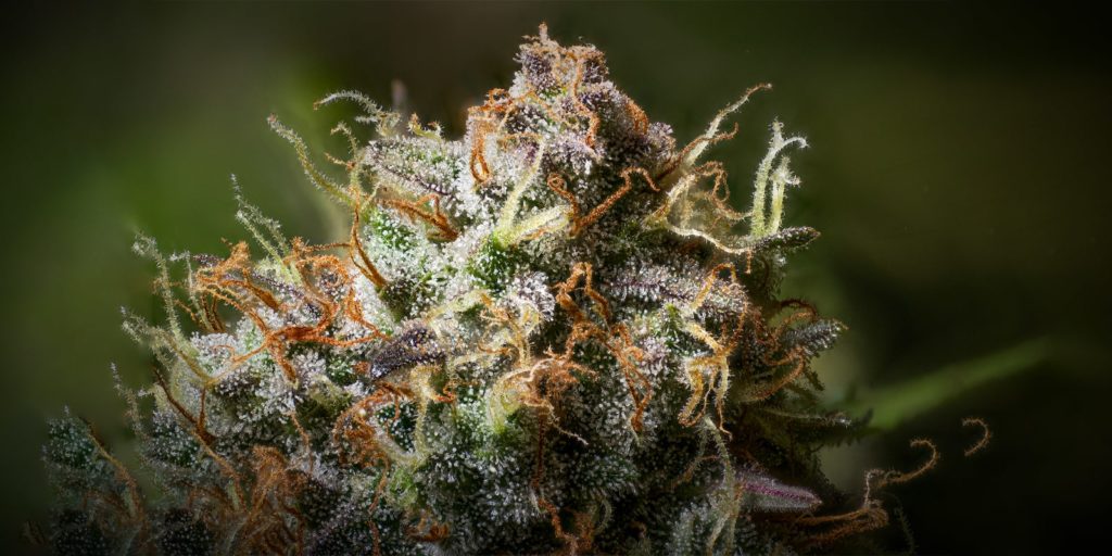 white widows auto floraison