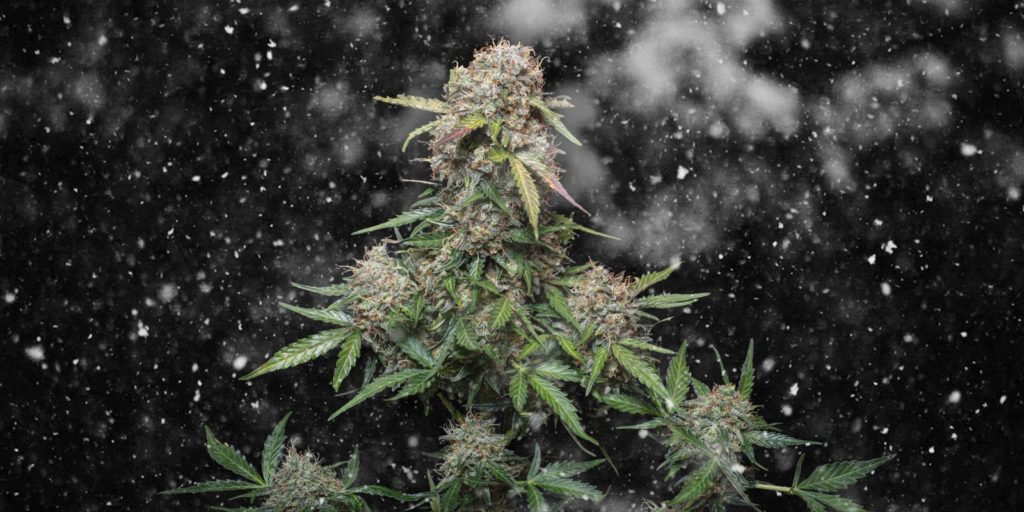 white widow floraison