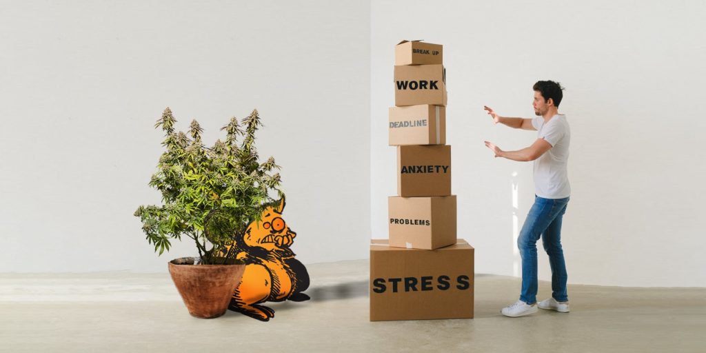 culture cannabis interieur