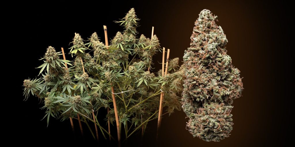 super skunk fem