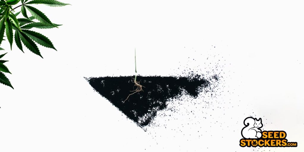 la pourriture des racines