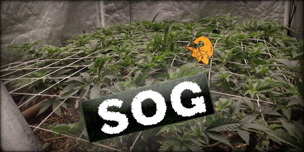 Sea of Green (SOG) 