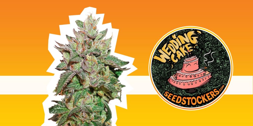 plante mère cannabis