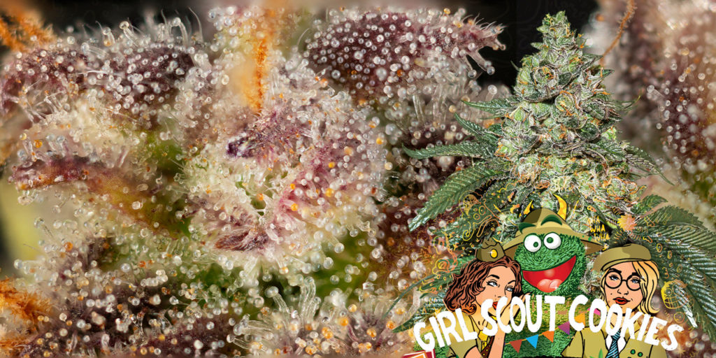 variété cookies
