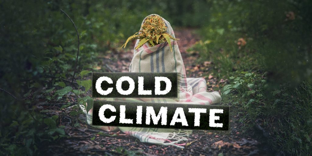 varietes-cannabis-climats-froids