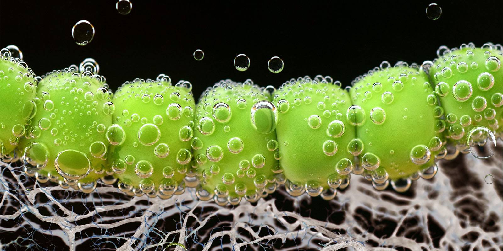 Trichoderma : pourquoi est-ce utile dans la culture du cannabis?
